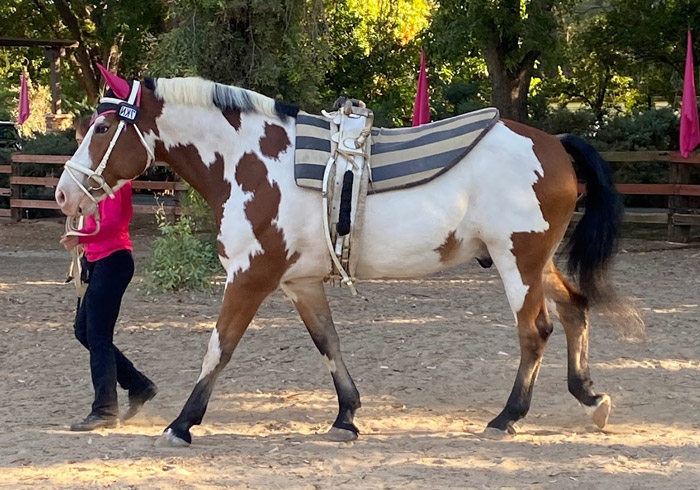 starlite-vaulters-horses-lola-3 Lola