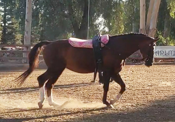 starlite-vaulters-horses-phreesia Phreesia