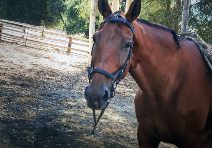 starlite-vaulters-horses-lola-kai Lola Kai
