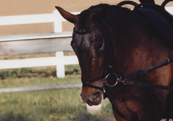 starlite-vaulters-horses-natasha Natasha