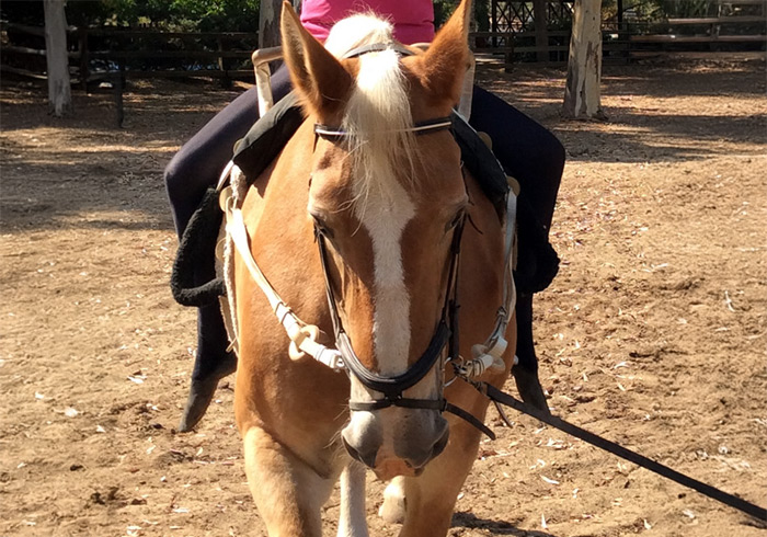 starlite-vaulters-horses-rosie-2 Rosie